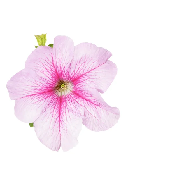 Schöne Blume, Petunienblüten isoliert auf weiß — Stockfoto