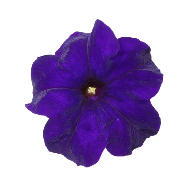 Flor azul petunia aislada sobre fondo blanco, con ruta de recorte — Foto de Stock