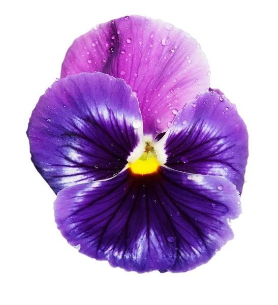 Blauw violet viooltje met waterdruppeltjes geïsoleerd op een witte achtergrond, met uitknippad — Stockfoto