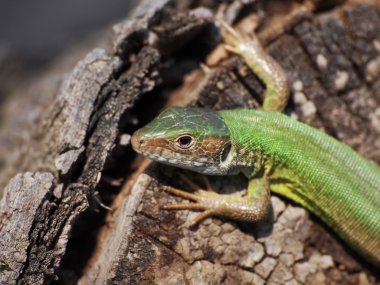 Doğu yeşil kertenkele (kadın), lacerta viridis