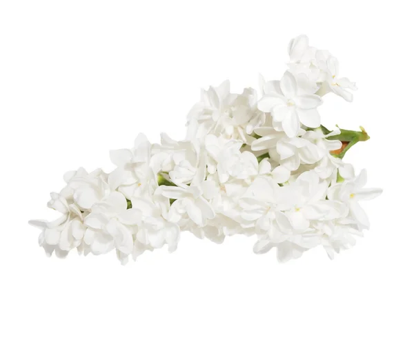 White lilac isolated on white background — Stock Photo, Image