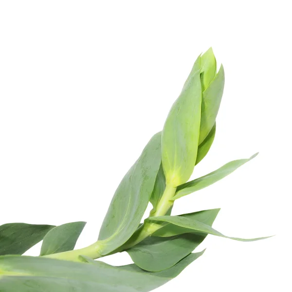 Spring green leaves isolated on white background (meadow), with clipping path — Stock Photo, Image