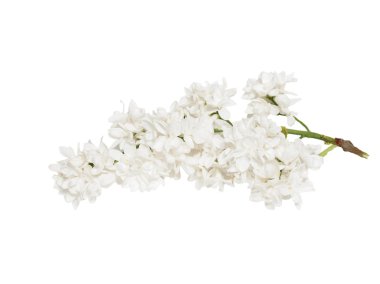 izole beyaz zemin üzerine beyaz leylak