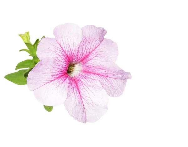 Hermosa flor, flores de petunia aisladas en blanco — Foto de Stock