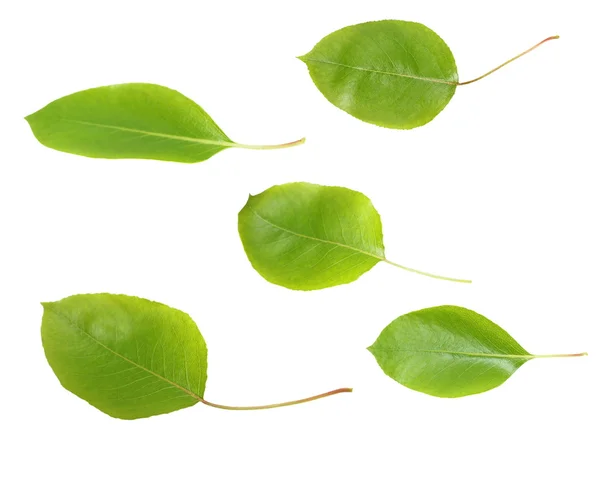Αχλάδι πράσινο φύλλο που απομονώνονται σε λευκό φόντο — Φωτογραφία Αρχείου