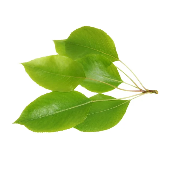 Pera de hoja verde aislada sobre fondo blanco — Foto de Stock