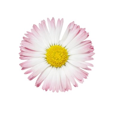 çılgın daisy üzerinde beyaz izole