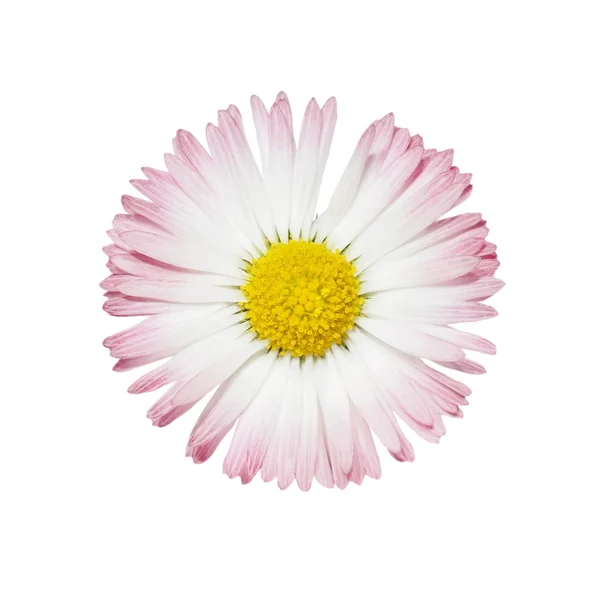 Wild daisy isolated on white — Stock Photo, Image