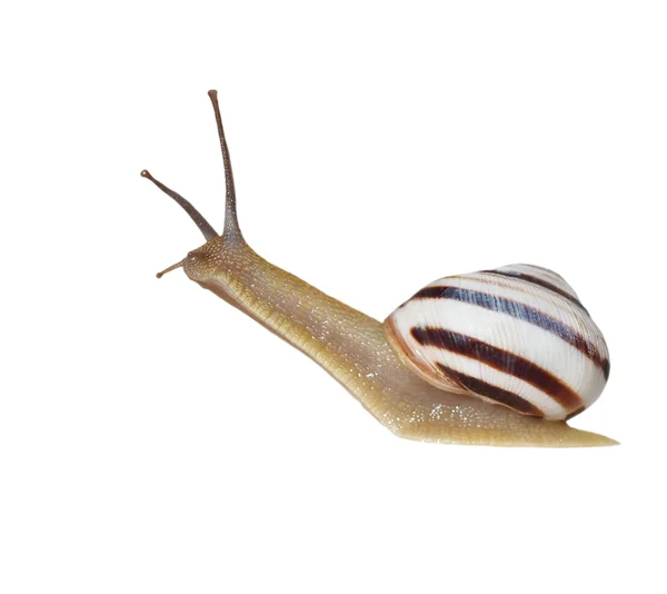 Caracol listrado isolado sobre branco, caracol de vinha, Cernuella virgata — Fotografia de Stock