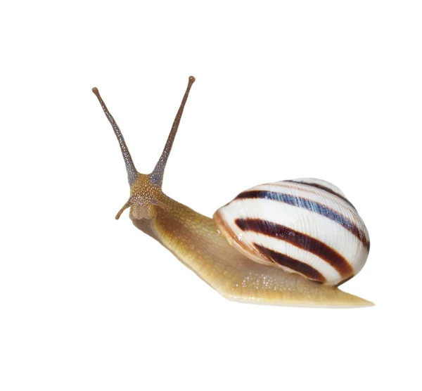 Caracol listrado isolado sobre branco, caracol de vinha, Cernuella virgata — Fotografia de Stock