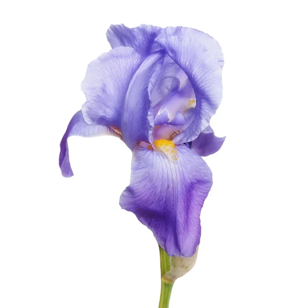 Iris blomma isolerad på vit — Stockfoto