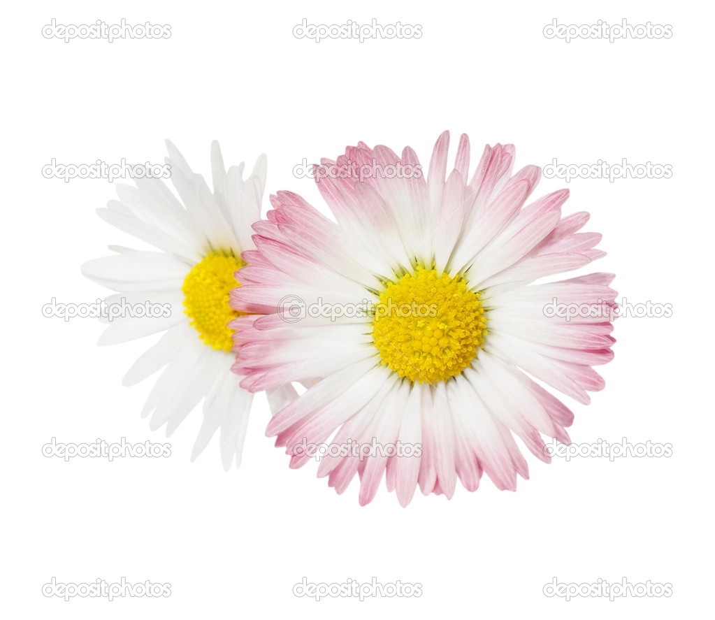 Two daisy isolated on white