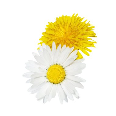 Daisy ve Karahindiba çiçeği üzerinde beyaz izole