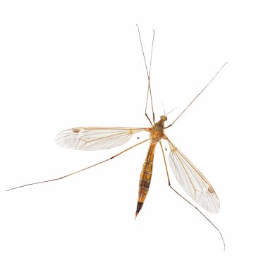 Mosquito isolated on white clipart