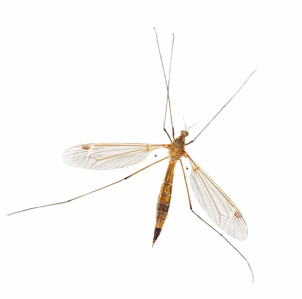 Mosquito aislado en blanco — Foto de Stock