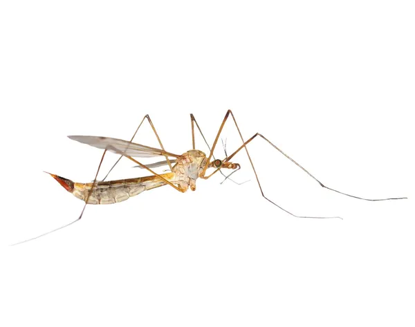 白で隔離される蚊 — ストック写真