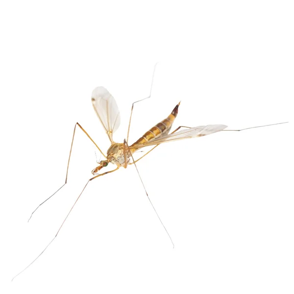 Papa longues jambes, moustique néphrotomes scalaris isolé sur blanc (avec chemin de coupe ) — Photo