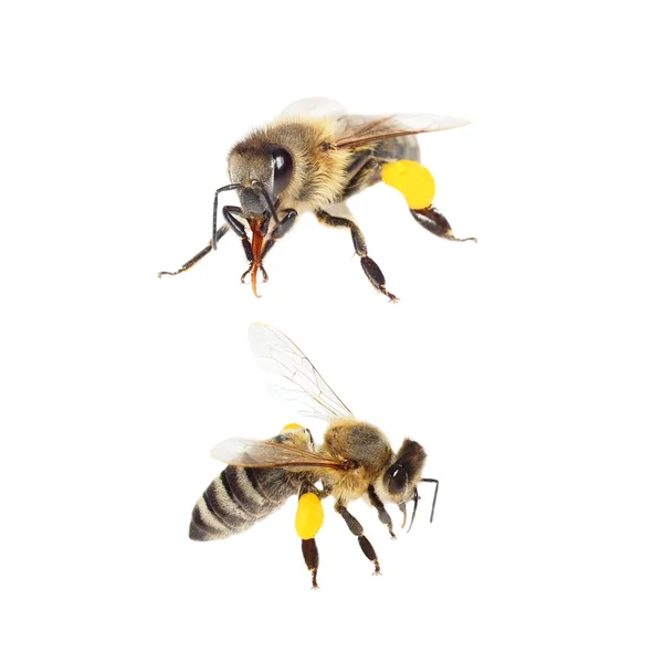 Biene mit Pollen isoliert auf der weißen — 图库照片