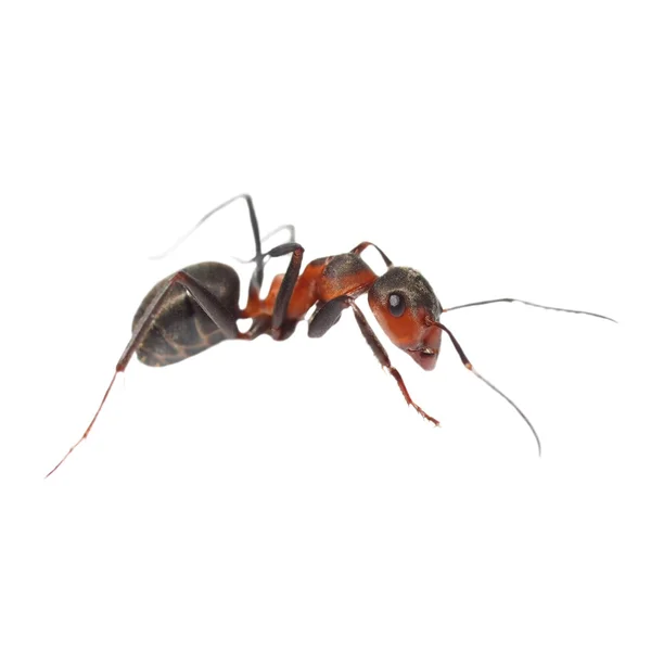 Ant diisolasi di latar belakang putih — Stok Foto