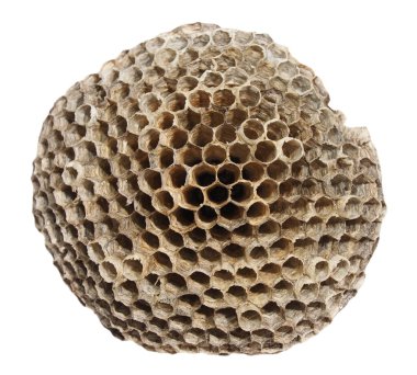 Kuru vespiary, üzerinde beyaz izole