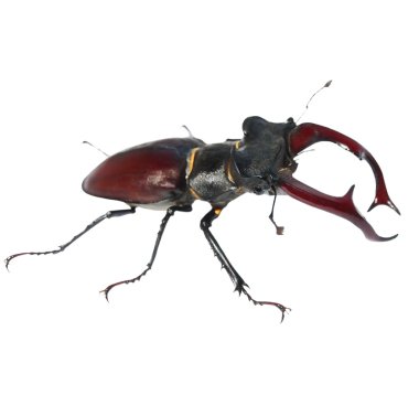 Beyaz arka plan üzerinde izole erkek geyik böceği