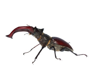 Beyaz arka plan üzerinde izole erkek geyik böceği