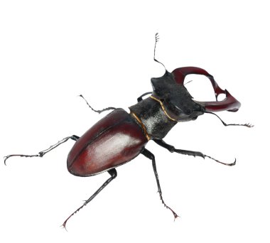 Male stag beetle isolated on white background clipart