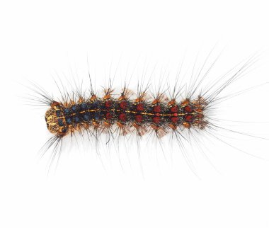 Beyaz arka plan üzerinde izole gypsy moth caterpillar (Lymantria Dispar)