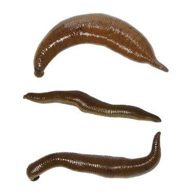 Collection medical leech isolated on white clipart