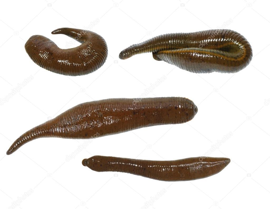 Berkley GULP! Sandworms - Melton Tackle