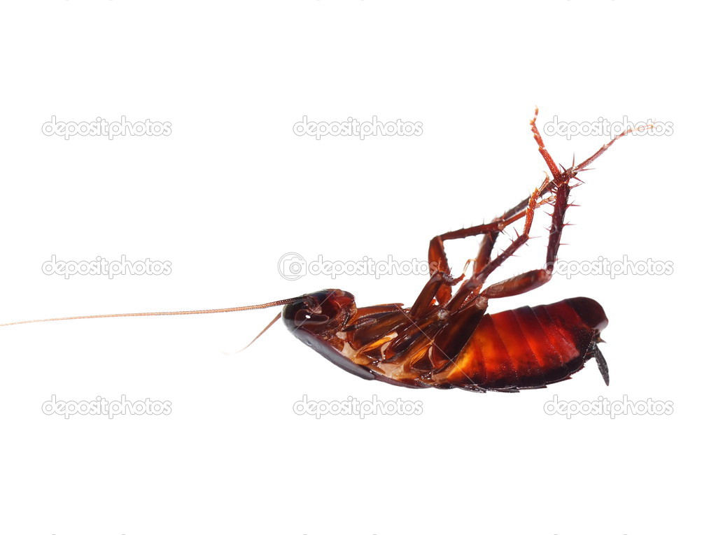 Macro dead cockroach isolated on white background, with clipping path