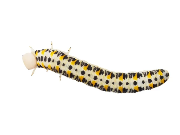 Caterpillar geïsoleerd op wit — Stockfoto
