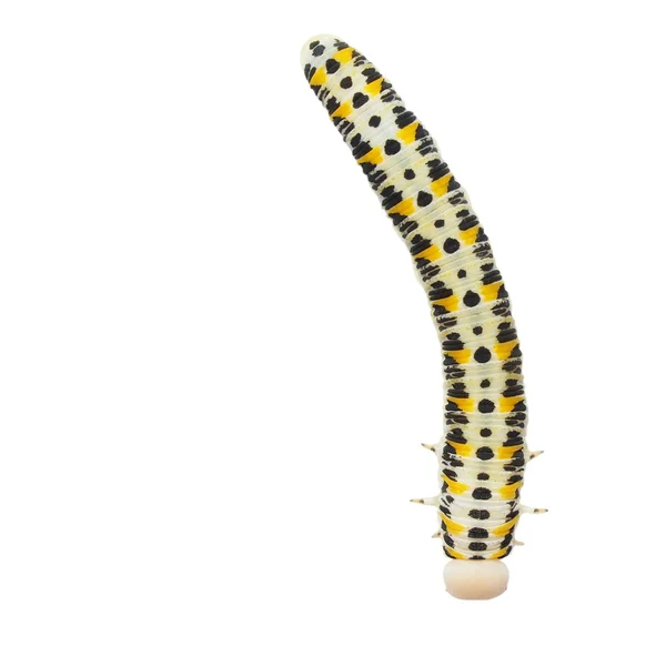 Caterpillar geïsoleerd op wit — Stockfoto