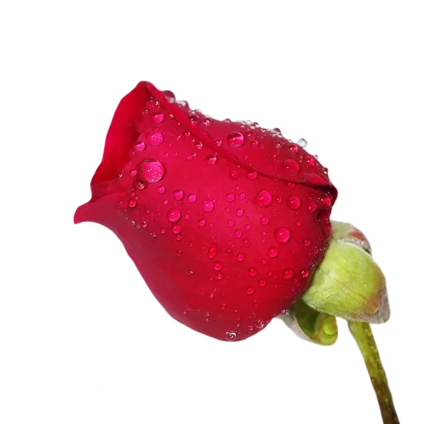 Brote de rosa roja con gotas de agua aisladas sobre fondo blanco — Foto de Stock