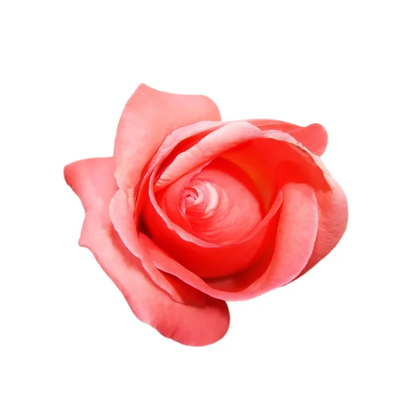 Pink rose isolated on white background — Stock Photo, Image