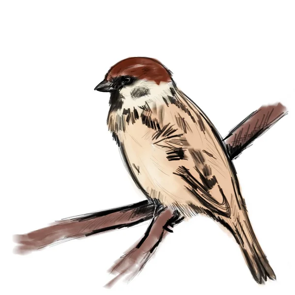 Sketch sparrow on branch isolated on white, tree sparrow, passer montanus — Stock Photo, Image