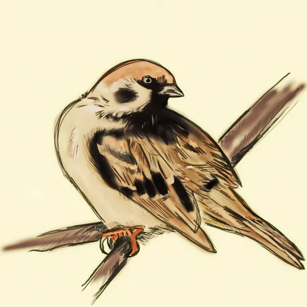 Hand drawn tree sparrow on branch, passer montanus — Stock Photo, Image