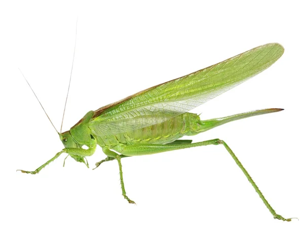 Grön gräshoppa isolerad på vit, med urklippsbana — Stockfoto