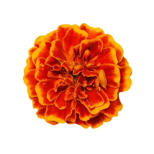 Orange gelbe Ringelblume auf weißem Hintergrund (calendula officinalis)) — Stockfoto