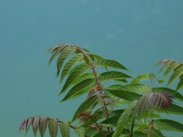 Foglia verde albero del cielo sfondo, "palma del ghetto", "albero puzzolente", e "albero dell'inferno", Pianta esotica, (Ailanthus altissima ) — Foto Stock