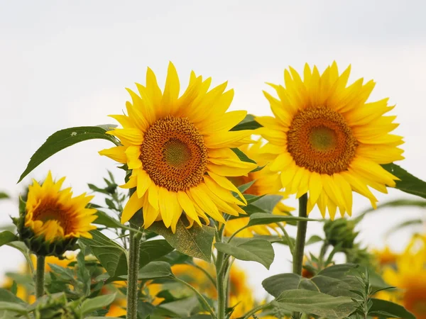 Solrosor fältet — Stockfoto