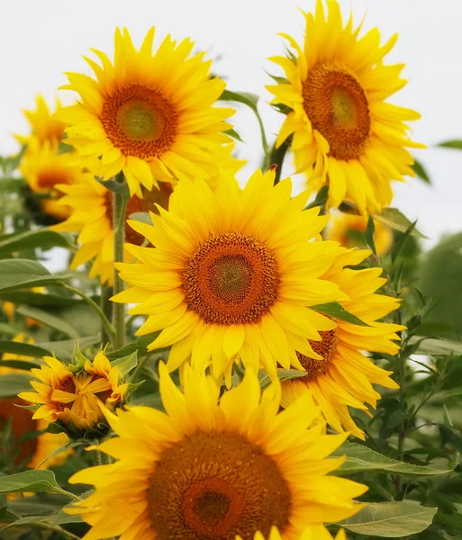 Sunflowers field — Stock Photo, Image