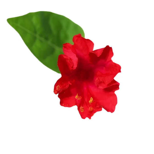 Fiore rosso isolato su sfondo bianco — Foto Stock
