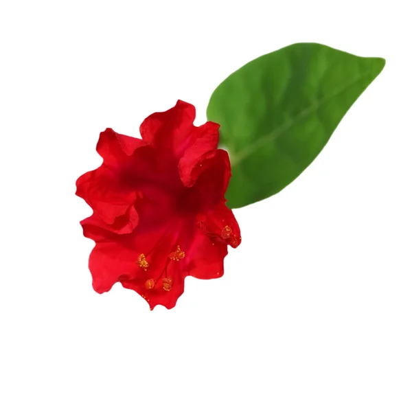 Красный цветок на белом фоне — стоковое фото