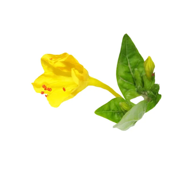 Yellow flower isolated on white background — Stock Photo, Image