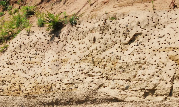 Colony of swallows, Active Sand Martin breeding colony