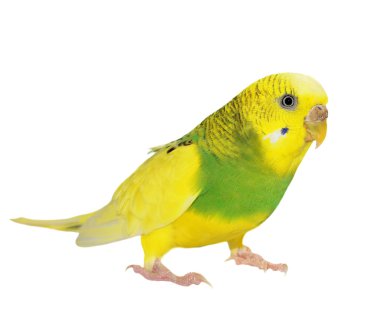 izole beyaz, muhabbet kuşu, (melopsittacus undulatus budgerigar)