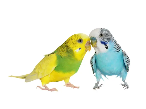 Попугаи волнистые пара, изолированные на белом, (кожистый волнистый), волнистый попугайчик — стоковое фото