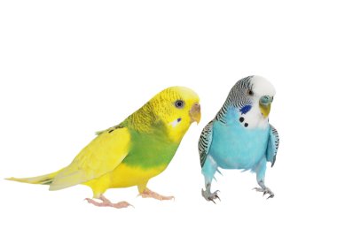 Beyaz, (melopsittacus undulatus) izole muhabbet kuşu muhabbet kuşu