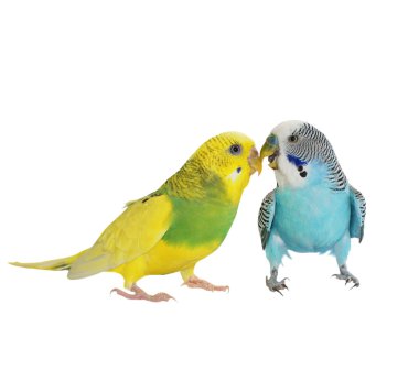 Beyaz, (melopsittacus undulatus) izole muhabbet kuşu muhabbet kuşu